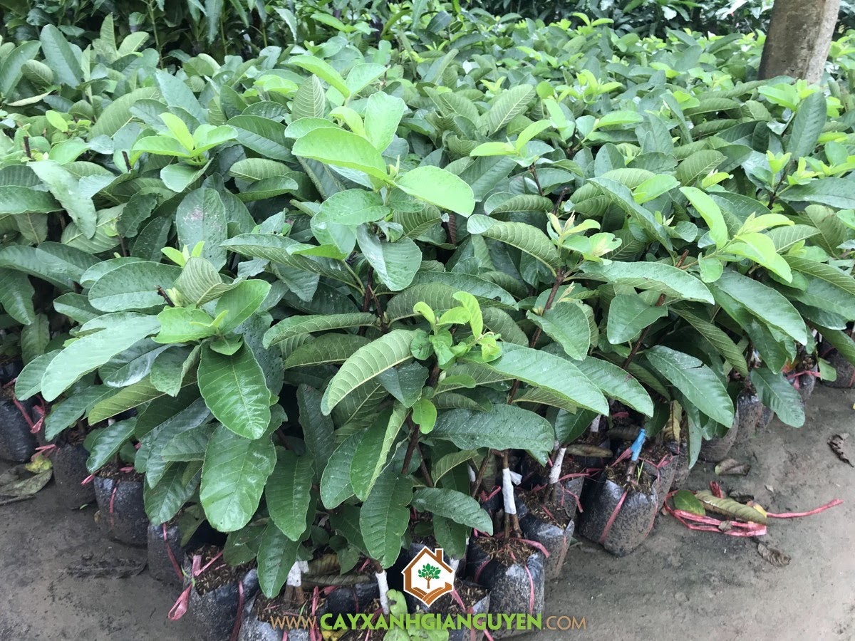 Kỹ thuật trồng Ổi Ruột Đỏ Trân Châu, Ổi Ruột Đỏ Trân Châu Đài Loan, Tiêu chuẩn chọn Giống Ổi Ruột Đỏ Trân Châu, Thời vụ trồng Ổi Ruột Đỏ Trân Châu, Ổi Ruột Đỏ Trân Châu