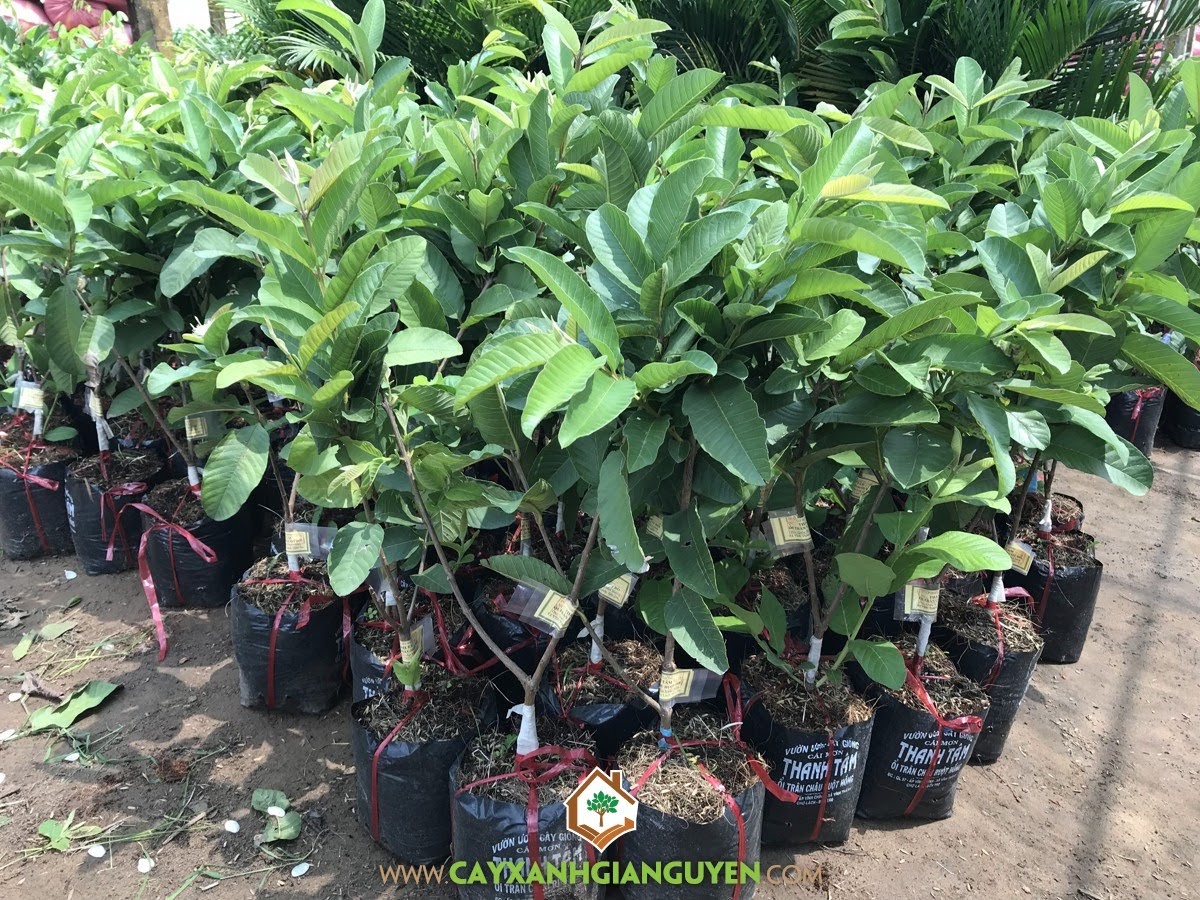 Kỹ thuật trồng Ổi Ruột Đỏ Trân Châu, Ổi Ruột Đỏ Trân Châu Đài Loan, Tiêu chuẩn chọn Giống Ổi Ruột Đỏ Trân Châu, Thời vụ trồng Ổi Ruột Đỏ Trân Châu, Ổi Ruột Đỏ Trân Châu