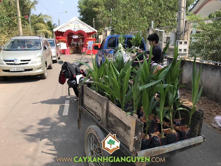 Cây Dừa Xiêm Dây, Vườn ươm Cây Xanh Gia Nguyễn, Cây Dừa Xiêm Dây Giống, Quả Dừa Xiêm Dây, Mô hình trồng Dừa Xiêm Dây