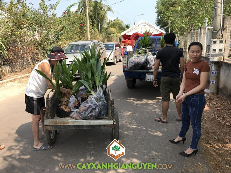 Cây Dừa Xiêm Dây, Vườn ươm Cây Xanh Gia Nguyễn, Cây Dừa Xiêm Dây Giống, Quả Dừa Xiêm Dây, Mô hình trồng Dừa Xiêm Dây