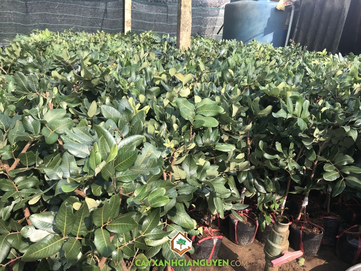 Cây Giống Thanh Nhãn, Trái Thanh Nhãn, Thanh Nhãn là giống cây gì, Thanh Nhãn, Giống Nhãn Bạc Liêu, Cây Thanh Nhãn