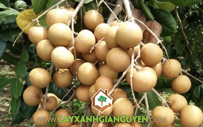 Cây Giống Thanh Nhãn, Trái Thanh Nhãn, Thanh Nhãn là giống cây gì, Thanh Nhãn, Giống Nhãn Bạc Liêu, Cây Thanh Nhãn