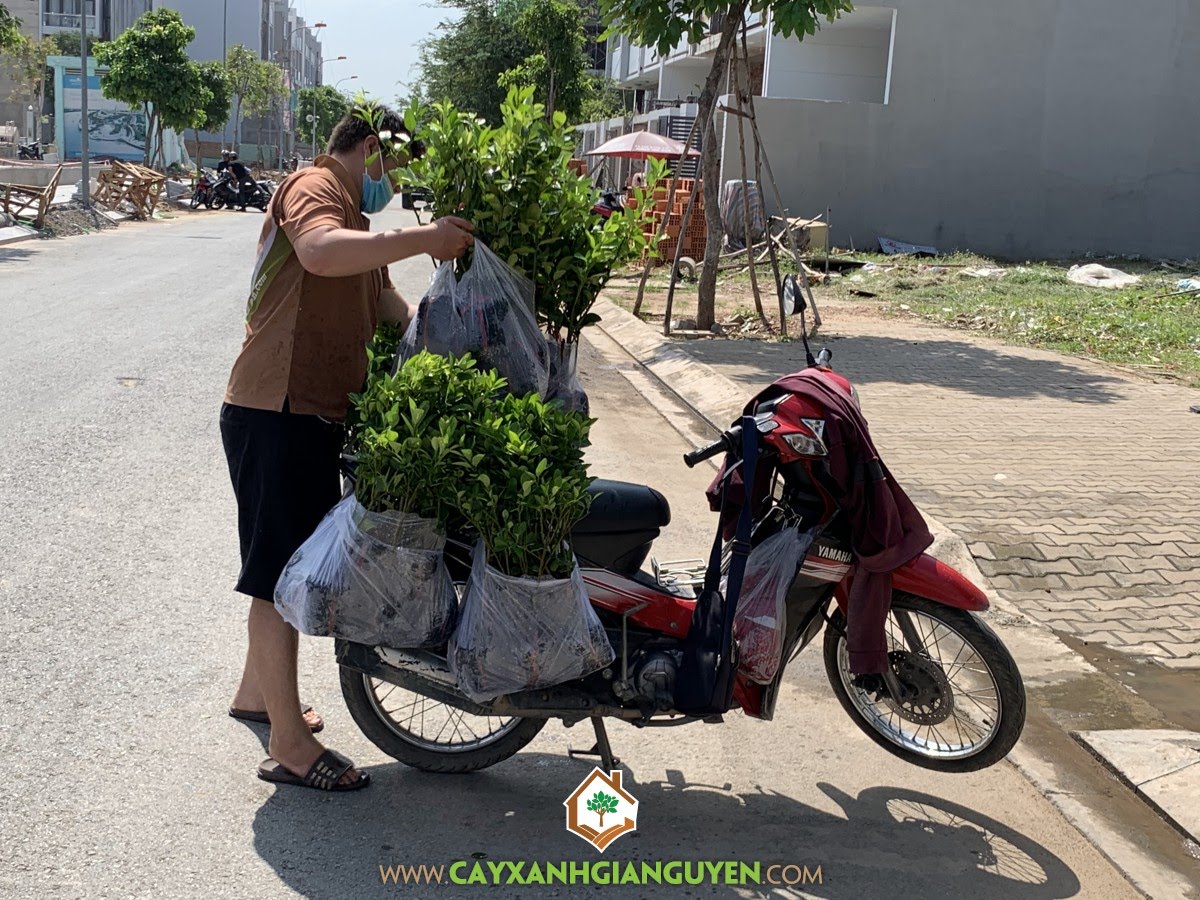 Cây Tắc, Vườn ươm Cây Xanh Gia Nguyễn, Cây Ăn Trái, Trồng Cây Tắc Giống, Cây Quất