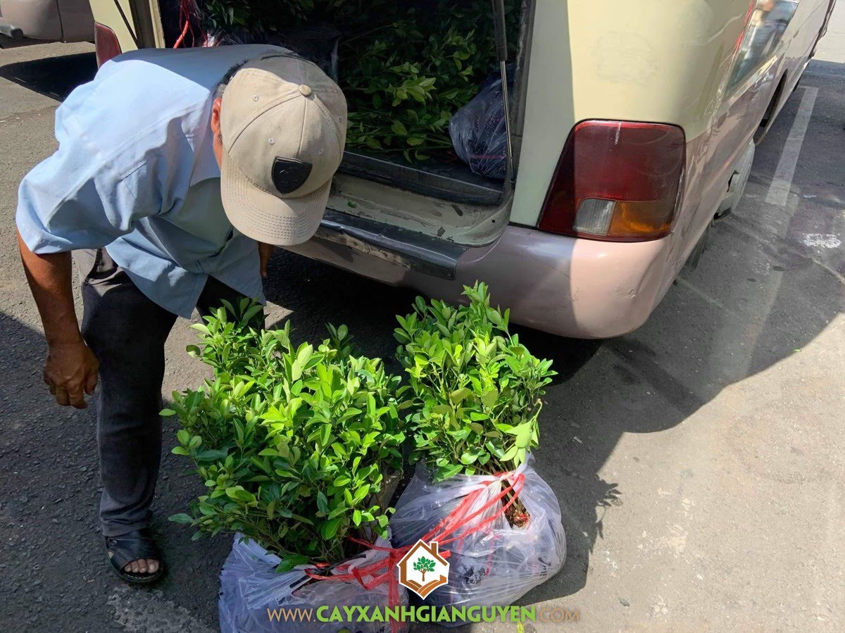 Cây Tắc, Vườn ươm Cây Xanh Gia Nguyễn, Cây Ăn Trái, Trồng Cây Tắc Giống, Cây Quất