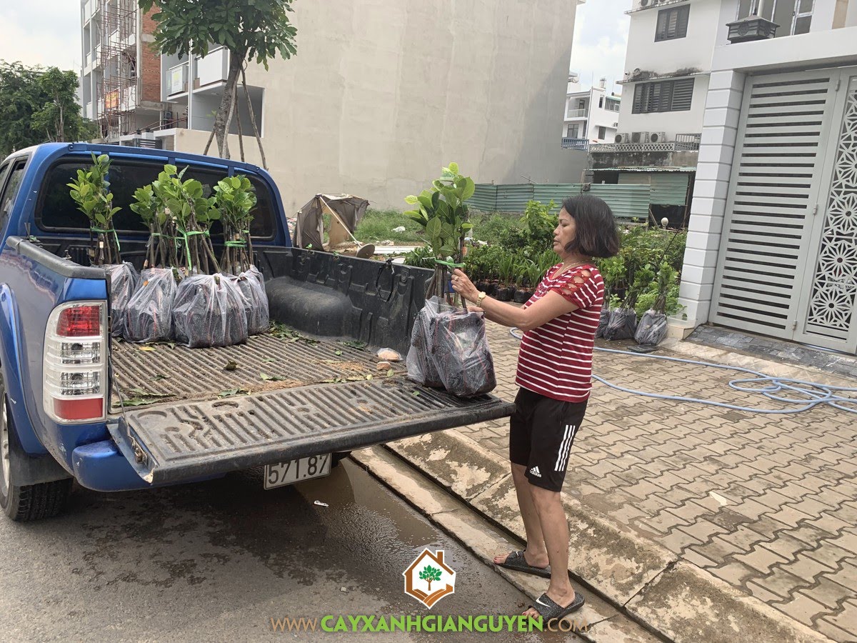 Cây Mít Không Hạt, Giống Mít, Mít Không Hạt, Công ty Cây Xanh Gia Nguyễn, Cây Mít Giống Không Hạt