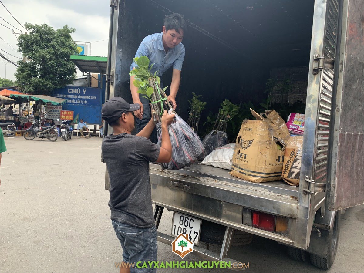 Cây Mít Không Hạt, Giống Mít, Mít Không Hạt, Công ty Cây Xanh Gia Nguyễn, Cây Mít Giống Không Hạt