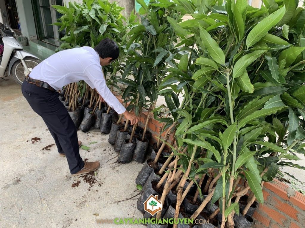 Cây xoài cát hòa lộc, Giống cây ăn trái, Giống xoài cát hòa lộc, Vườn ươm Cây Xanh Gia Nguyễn, Cây xoài cát hòa lộc giống, Vườn ươm Gia Nguyễn