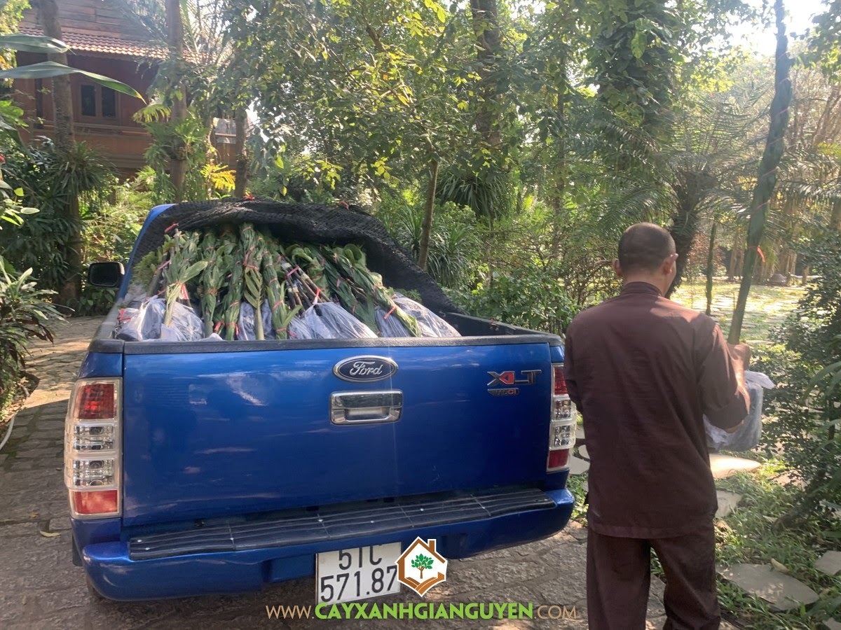 Cây Cau Ăn Trầu, Trồng Cau Ăn Trầu, Chùa Bửu Long, Cây Cau Ta, Cây Cau Ăn Quả