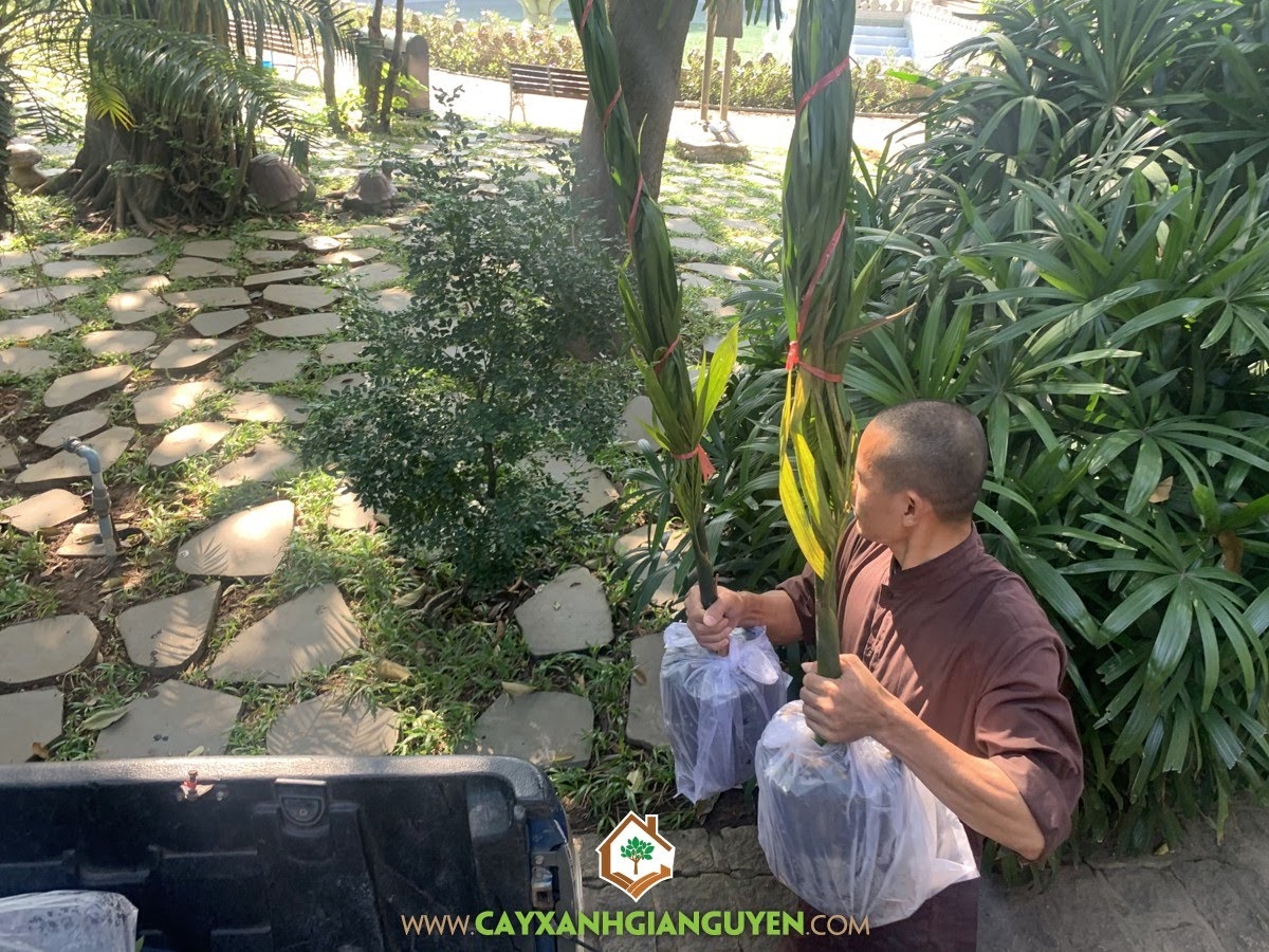 Cây Cau Ăn Trầu, Trồng Cau Ăn Trầu, Chùa Bửu Long, Cây Cau Ta, Cây Cau Ăn Quả