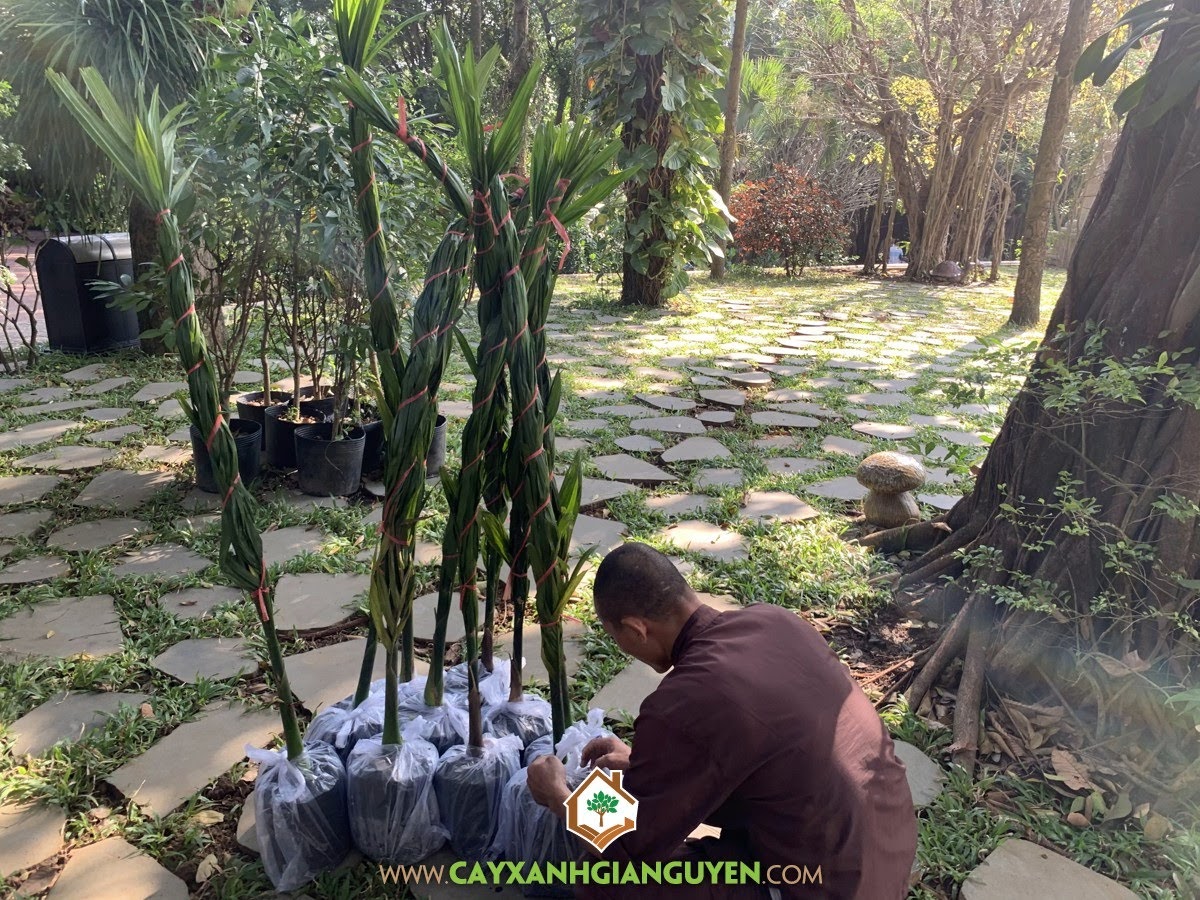 Cây Cau Ăn Trầu, Trồng Cau Ăn Trầu, Chùa Bửu Long, Cây Cau Ta, Cây Cau Ăn Quả