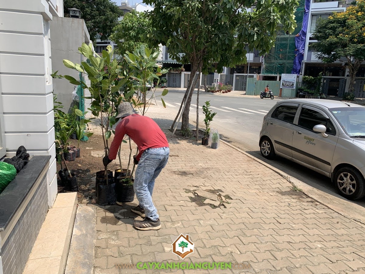 Cây Mít Thái Siêu Sớm, Cây Xanh Gia Nguyễn, Mít Thái Siêu Sớm, Công ty Cây Xanh Gia Nguyễn, Cây Giống Mít Thái Siêu Sớm