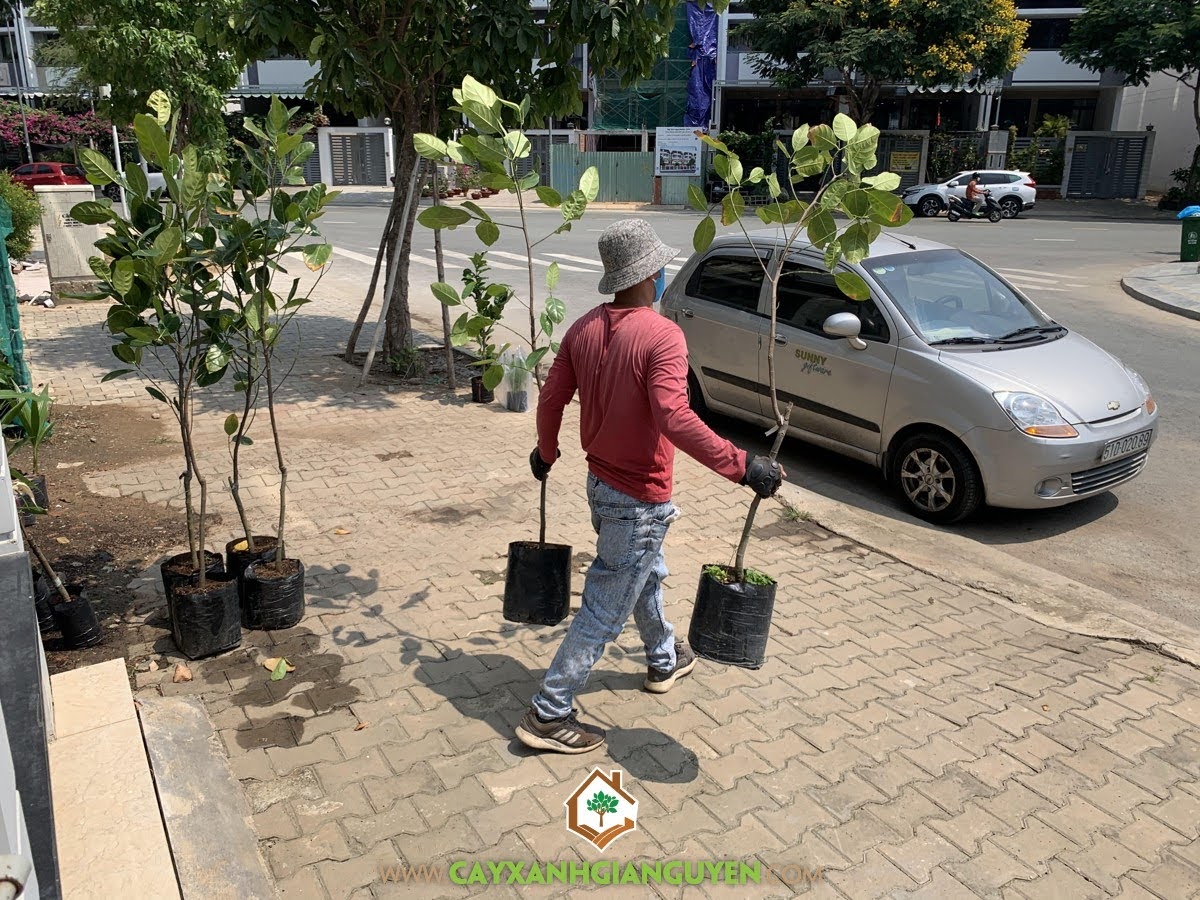 Cây Mít Thái Siêu Sớm, Cây Xanh Gia Nguyễn, Mít Thái Siêu Sớm, Công ty Cây Xanh Gia Nguyễn, Cây Giống Mít Thái Siêu Sớm