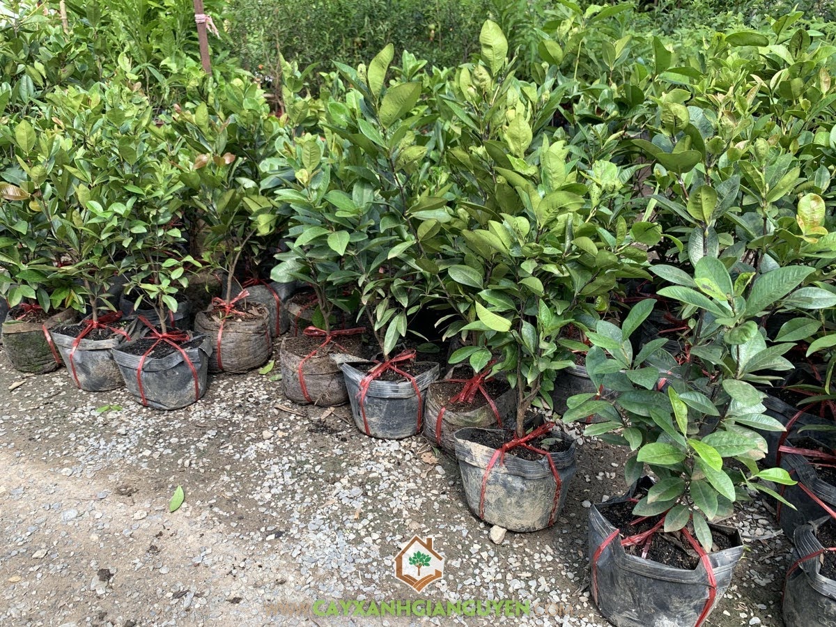 Giống Cây Cherry Brazil, Cây Ăn Quả, Cherry Brazil, Cây cherry Brazil, Vườn ươm Cây Xanh Gia Nguyễn, Cây Cherry Brazil Giống