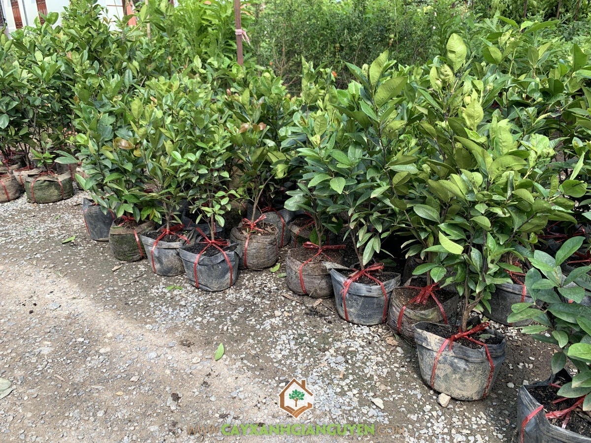 Giống Cây Cherry Brazil, Cây Ăn Quả, Cherry Brazil, Cây cherry Brazil, Vườn ươm Cây Xanh Gia Nguyễn, Cây Cherry Brazil Giống