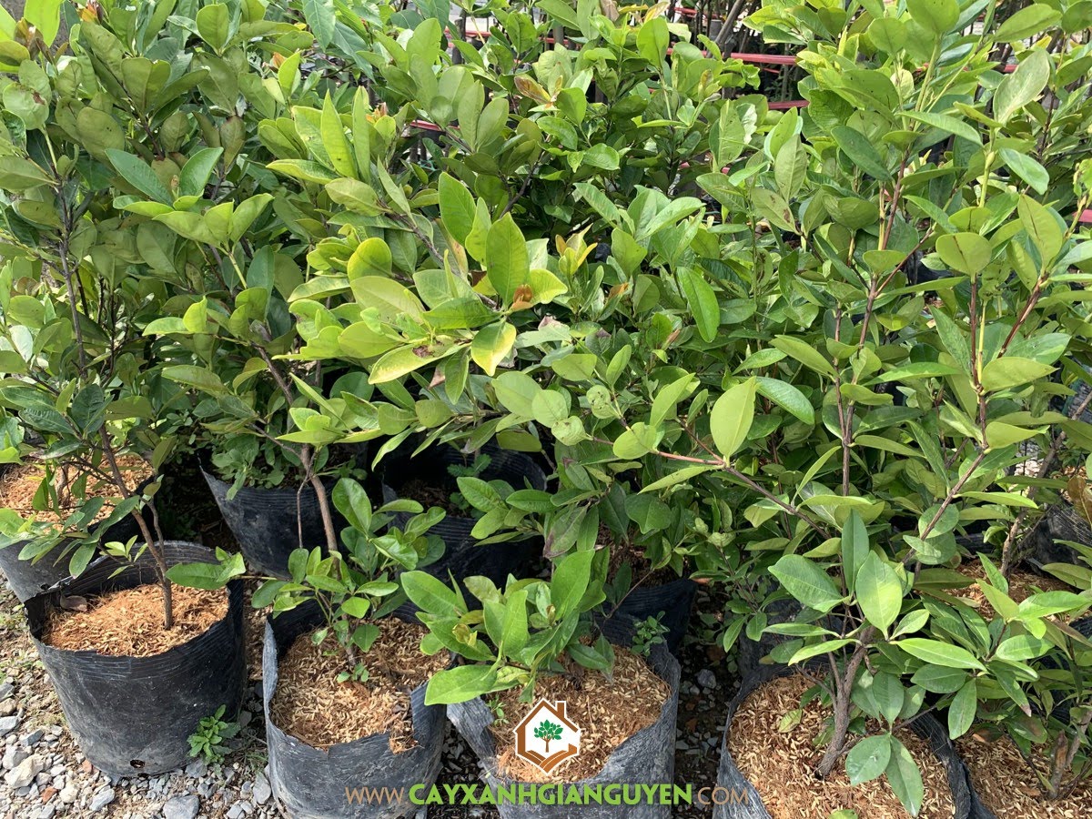 Cây Cherry Brazil, Ở đâu bán Cây Cherry Brazil, Bán Cây Cherry Brazil, Quả Cherry Brazil, Cây Giống Cherry Brazil