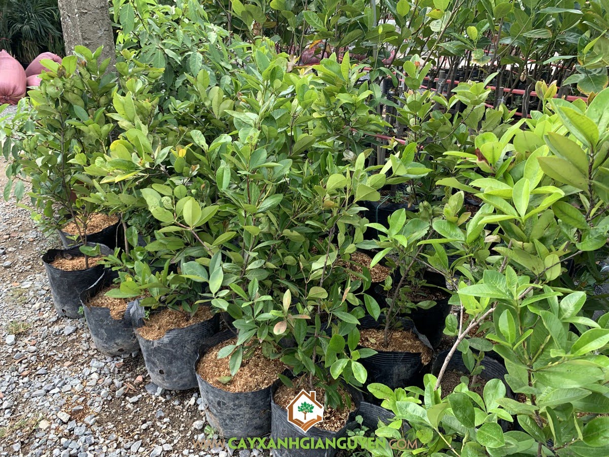 Trồng Cây Cherry Brazil, Giống Cherry Brazil, Giống Cherry, Giống Cây Cherry Brazil, Cây Xanh Gia Nguyễn