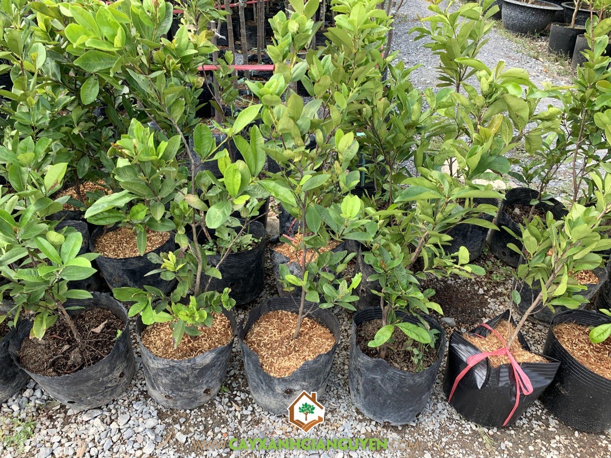Giống Cây Cherry Brazil, Cây Ăn Quả, Cherry Brazil, Cây cherry Brazil, Vườn ươm Cây Xanh Gia Nguyễn, Cây Cherry Brazil Giống