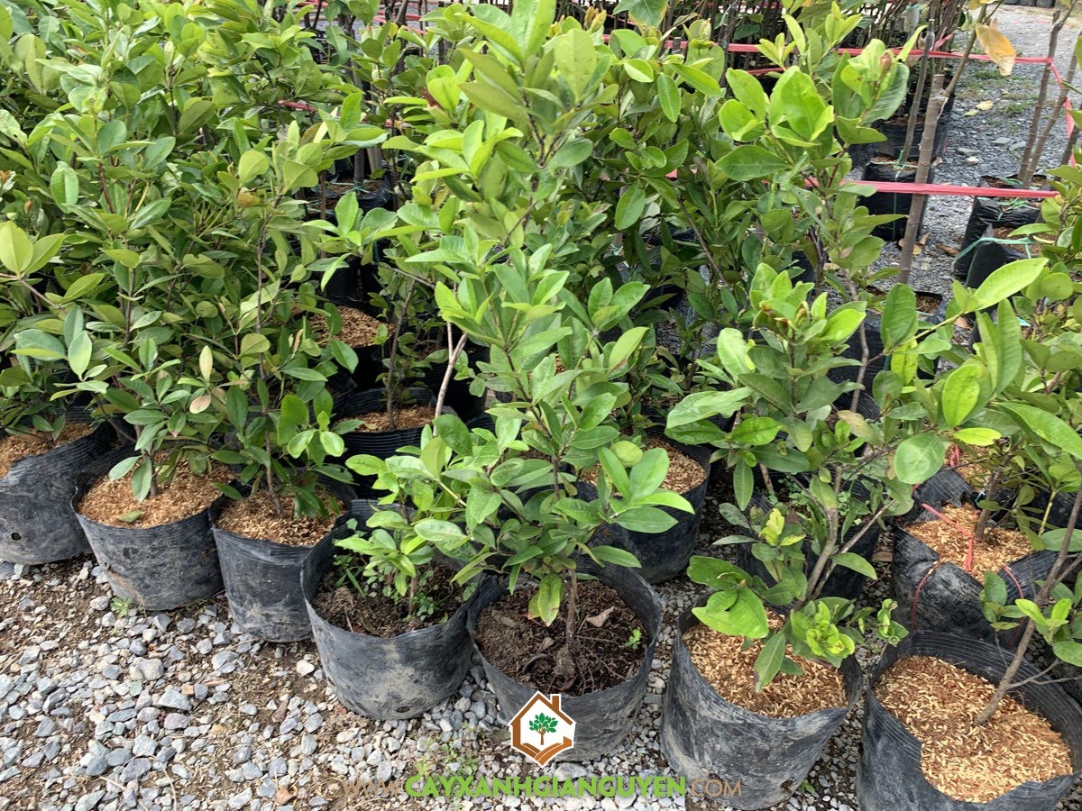 Trồng Cây Cherry Brazil, Giống Cherry Brazil, Giống Cherry, Giống Cây Cherry Brazil, Cây Xanh Gia Nguyễn