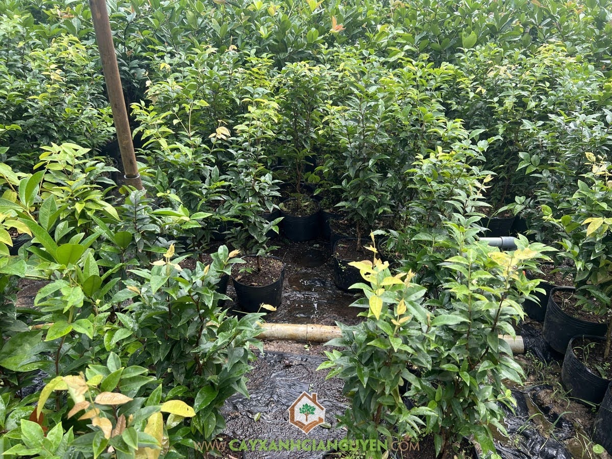 Cây Giống Nho Thân Gỗ Tứ Quý, Giá Cây Giống Nho Thân Gỗ Tứ Quý, Nho Thân Gỗ Tứ Quý, Quả Nho Thân Gỗ Tứ Quý, Cây Nho Thân Gỗ Tứ Quý
