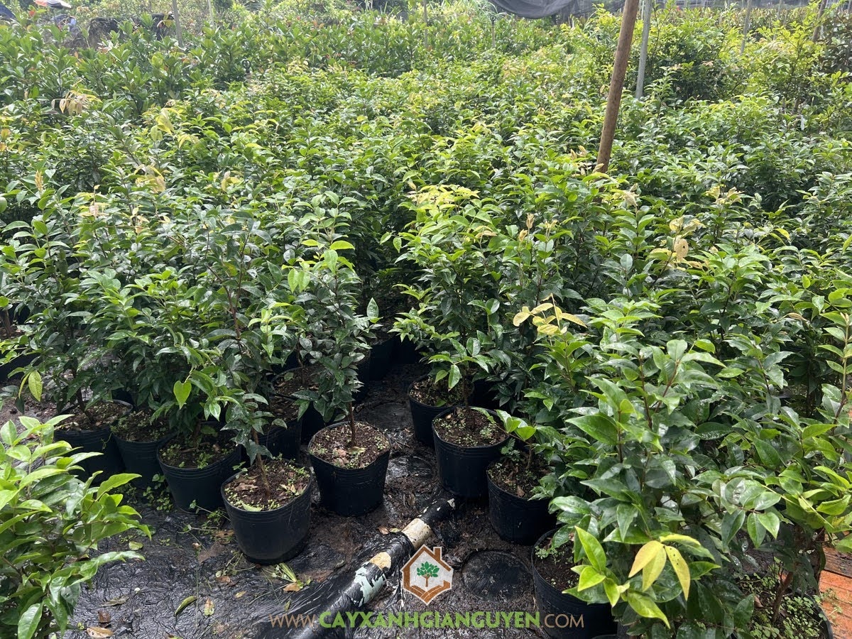 Kỹ thuật chăm sóc Cây Nho Thân Gỗ Tứ Quý, Cây Nho Thân Gỗ Tứ Quý, Chăm sóc Cây Nho Thân Gỗ Tứ Quý, Nho Thân Gỗ Tứ Quý, Cây Nho Thân Gỗ