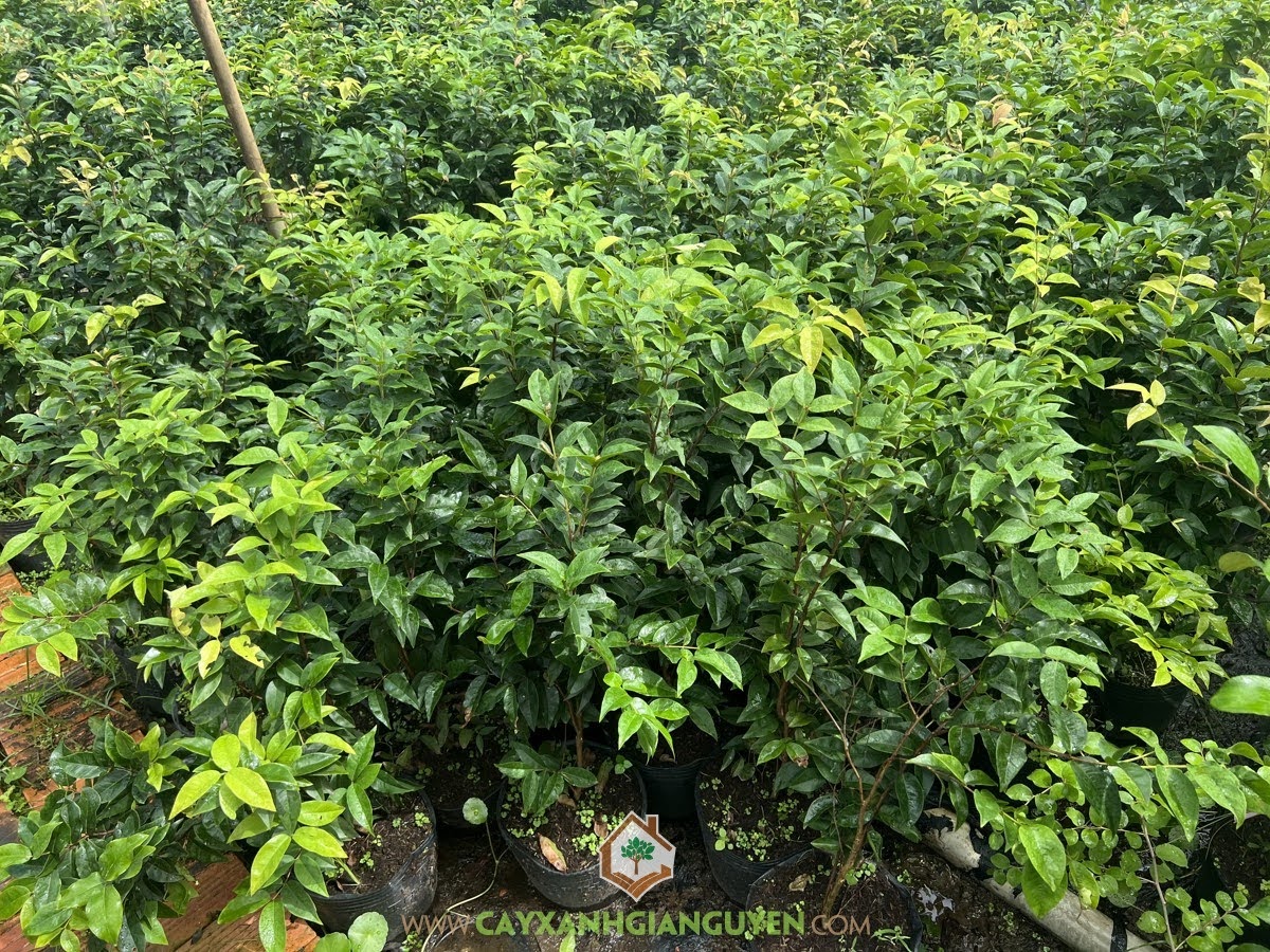 Kỹ thuật chăm sóc Cây Nho Thân Gỗ Tứ Quý, Cây Nho Thân Gỗ Tứ Quý, Chăm sóc Cây Nho Thân Gỗ Tứ Quý, Nho Thân Gỗ Tứ Quý, Cây Nho Thân Gỗ