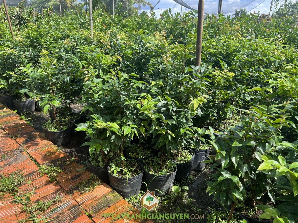 Kỹ thuật chăm sóc Cây Nho Thân Gỗ Tứ Quý, Cây Nho Thân Gỗ Tứ Quý, Chăm sóc Cây Nho Thân Gỗ Tứ Quý, Nho Thân Gỗ Tứ Quý, Cây Nho Thân Gỗ