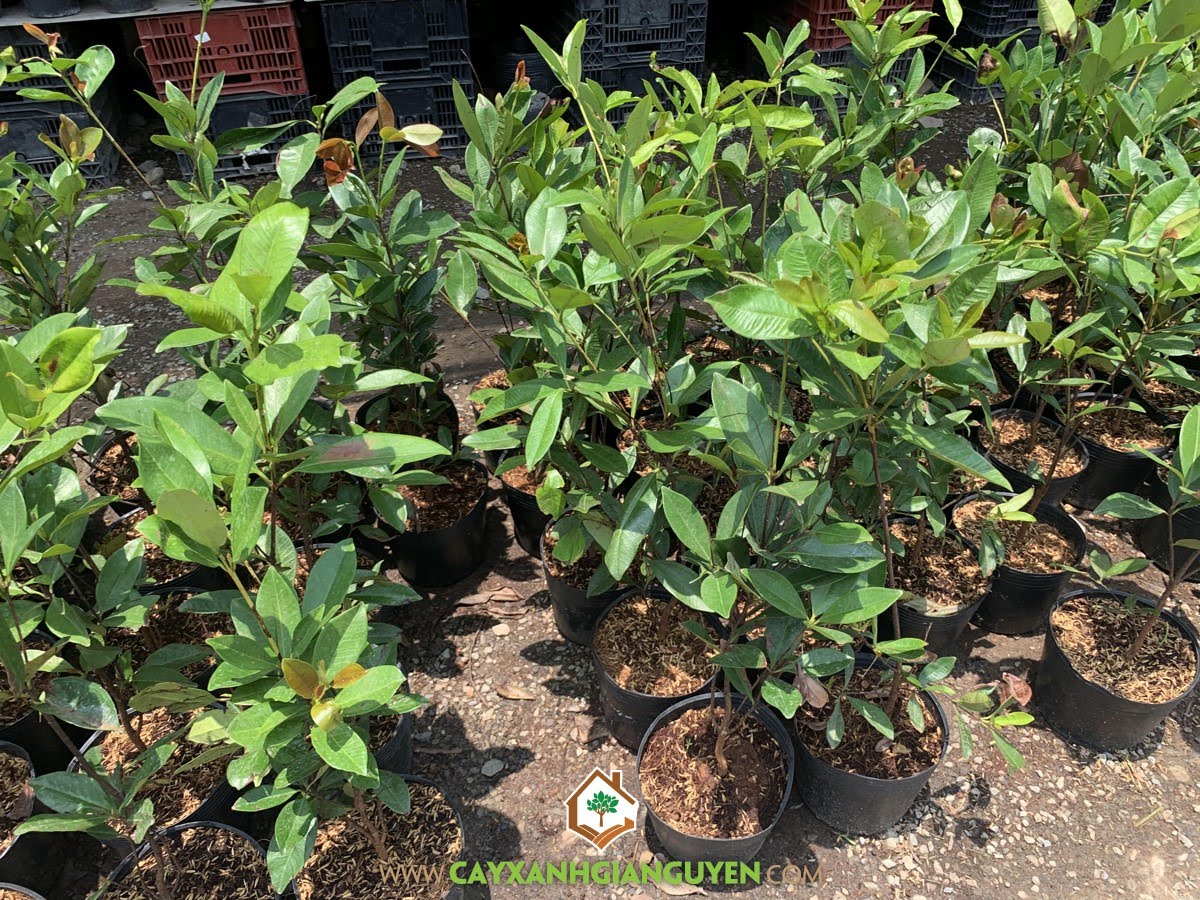 Trồng Cây Cherry Brazil, Giống Cherry Brazil, Giống Cherry, Giống Cây Cherry Brazil, Cây Xanh Gia Nguyễn