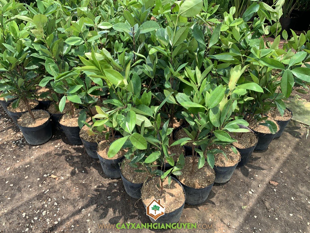 Cây Cherry Brazil, Ở đâu bán Cây Cherry Brazil, Bán Cây Cherry Brazil, Quả Cherry Brazil, Cây Giống Cherry Brazil