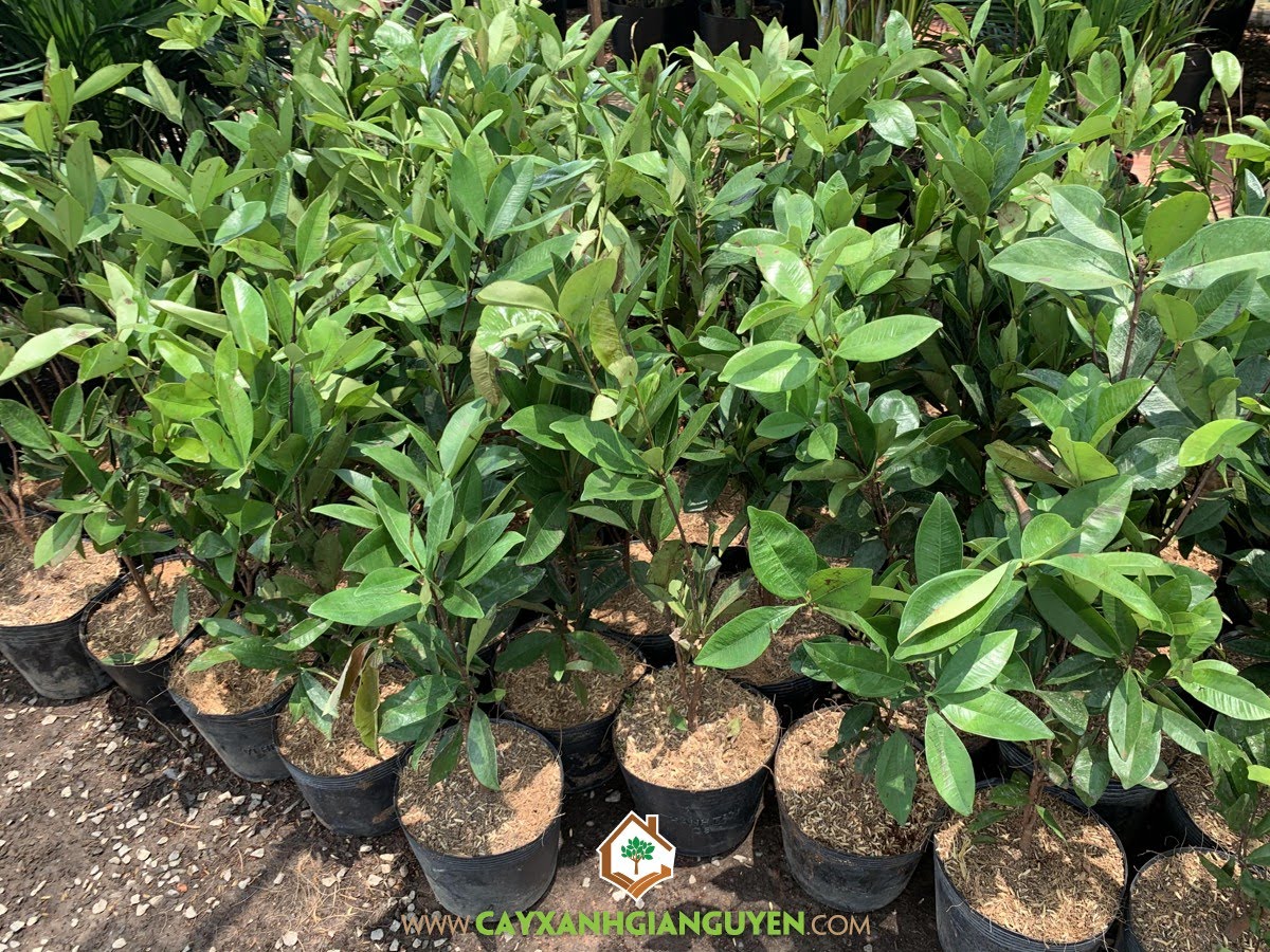 Cây Cherry Brazil, Ở đâu bán Cây Cherry Brazil, Bán Cây Cherry Brazil, Quả Cherry Brazil, Cây Giống Cherry Brazil