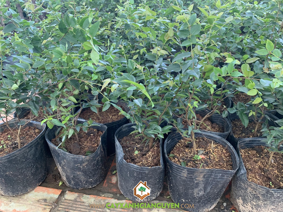 Cây Nho Thân Gỗ Tứ Quý, Cây Nho Thân Gỗ Tứ Quý TP Hồ Chí Minh, Cây Nho Thân Gỗ Tứ Quý Bonsai, Giống Cây Quý, Nho Thân Gỗ Tứ Quý