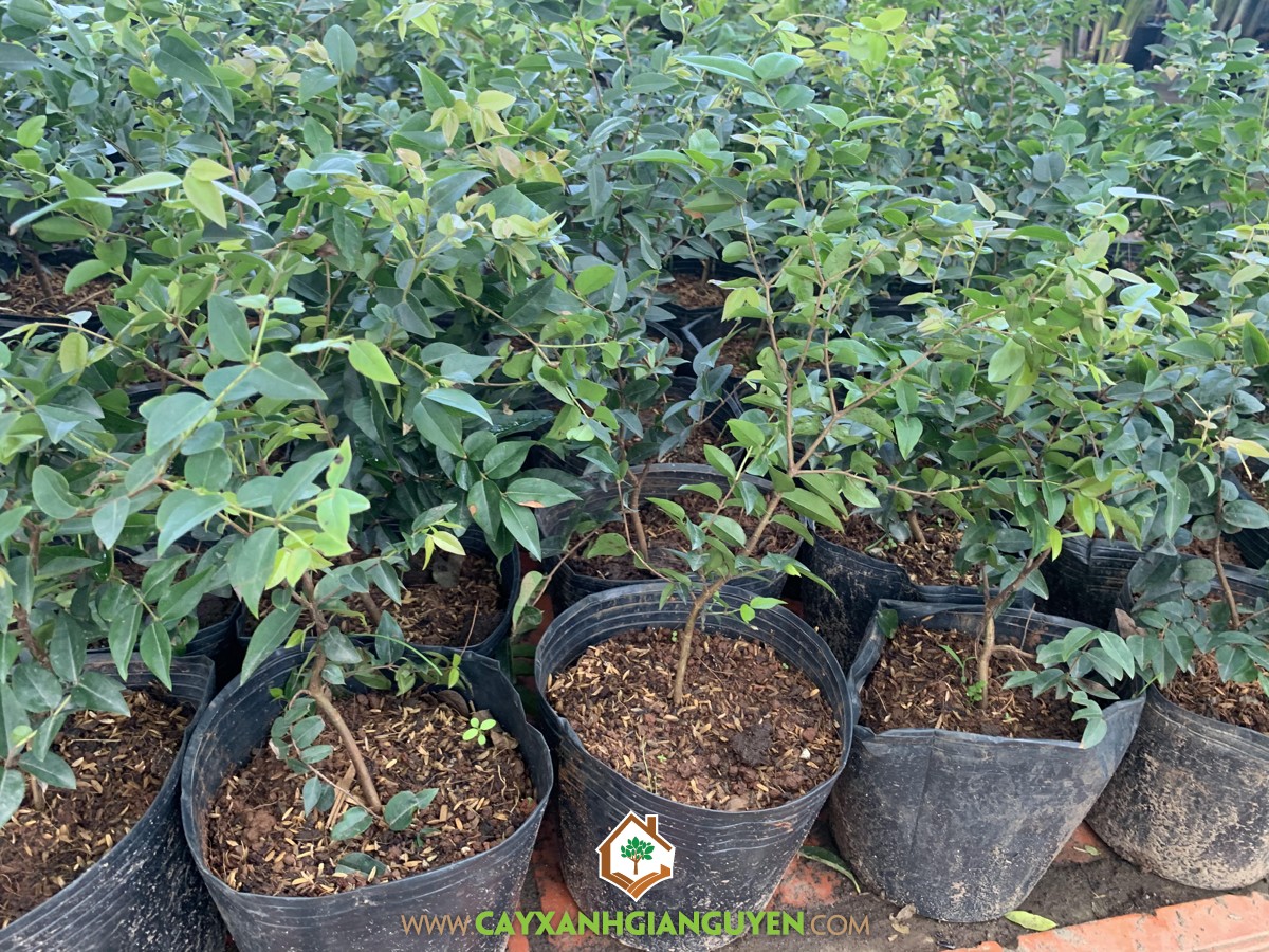 Cây Nho Thân Gỗ Tứ Quý, Cây Nho Thân Gỗ Tứ Quý TP Hồ Chí Minh, Cây Nho Thân Gỗ Tứ Quý Bonsai, Giống Cây Quý, Nho Thân Gỗ Tứ Quý