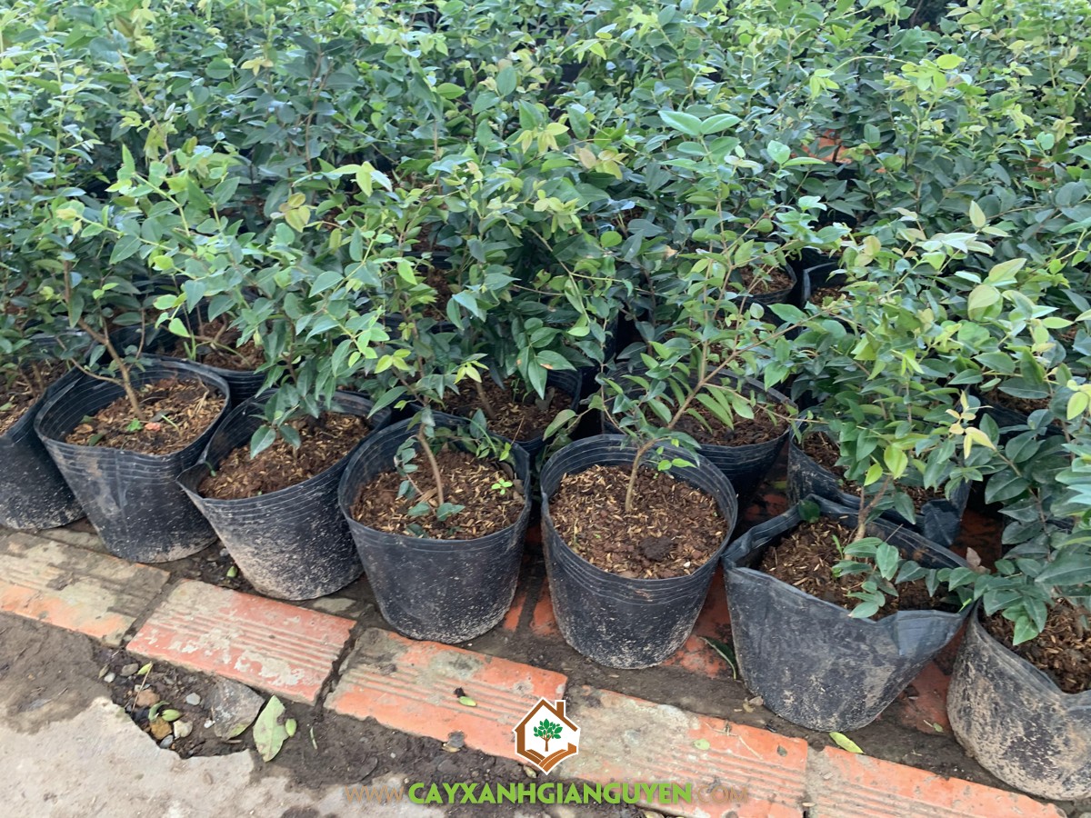 Cây Nho Thân Gỗ Tứ Quý, Cây Nho Thân Gỗ Tứ Quý TP Hồ Chí Minh, Cây Nho Thân Gỗ Tứ Quý Bonsai, Giống Cây Quý, Nho Thân Gỗ Tứ Quý