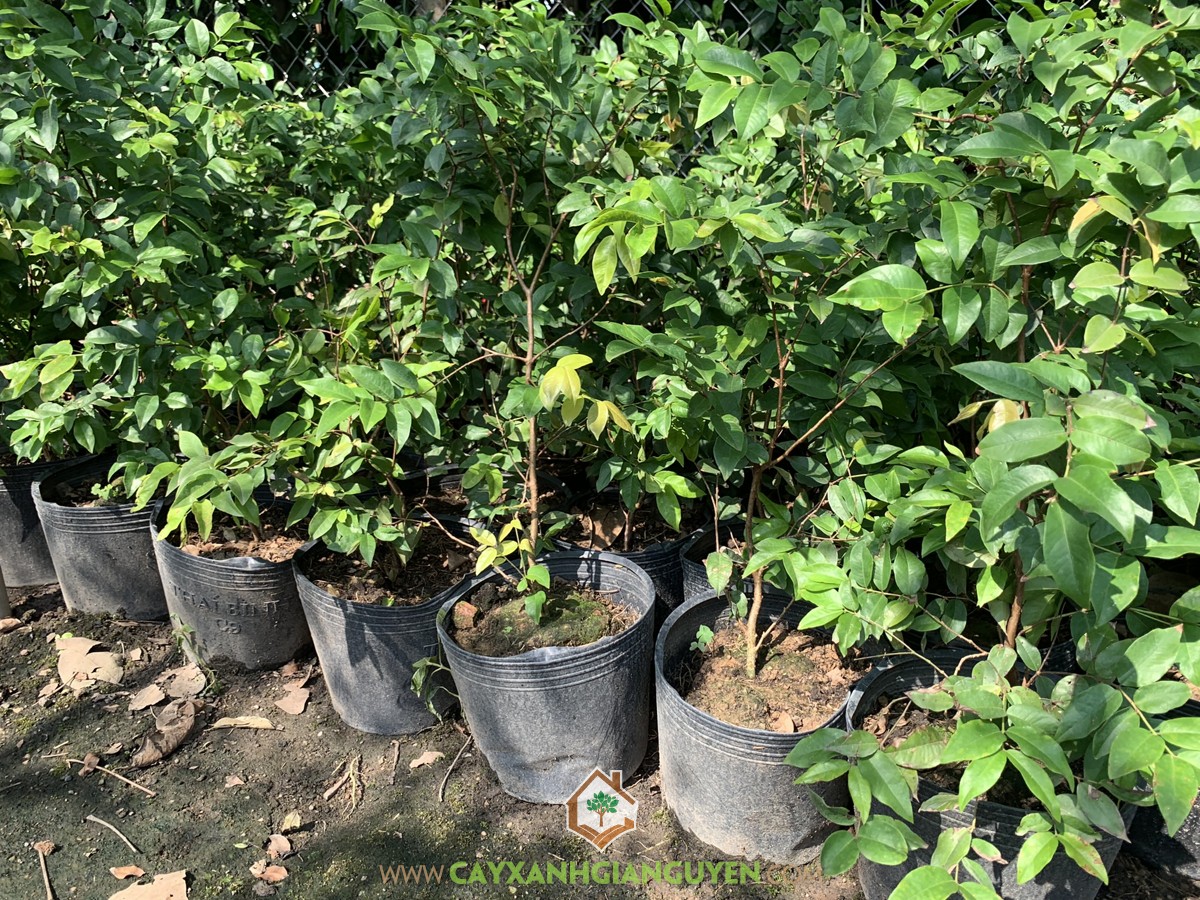 Phòng trừ sâu bệnh gây hại cho Cây Nho Thân Gỗ Tứ Quý, Cây Nho Thân Gỗ Tứ Quý, Cây Giống Nho Thân Gỗ Tứ Quý, Nho Thân Gỗ Tứ Quý