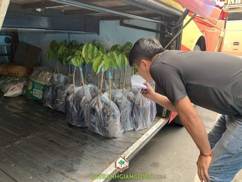 Cây bòn bon thái, Cây xanh Gia Nguyễn, Bòn bon thái, Bòn bon, Cây giống bòn bon thái