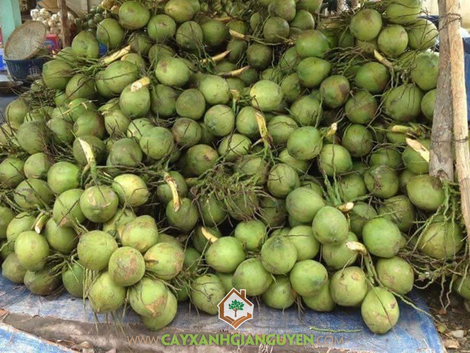 Cocos Nucifera, Cây Dừa Xiêm Dâu, Dừa Xiêm Dây, Cây Dừa, Cây Ăn Trái