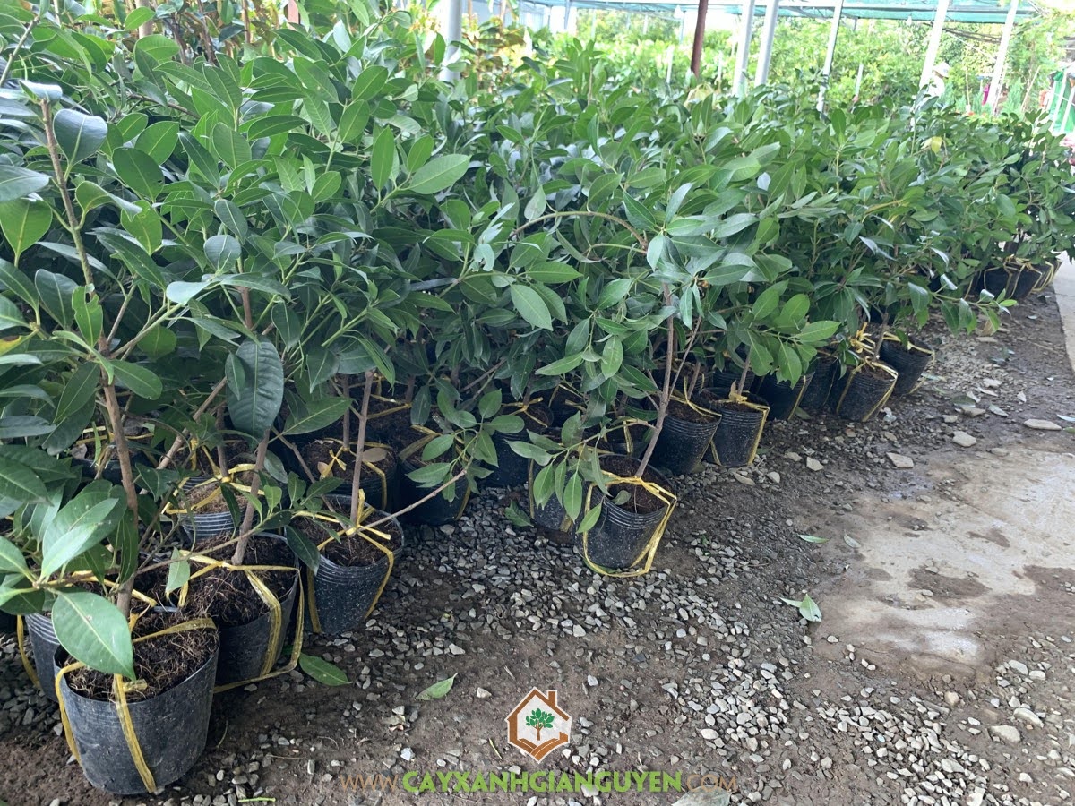 Quả Thanh Trà, Quả Thanh Trà đặc sản Miền Tây, Thanh Trà, Trái Thanh Trà, Cây Giống Thanh Trà