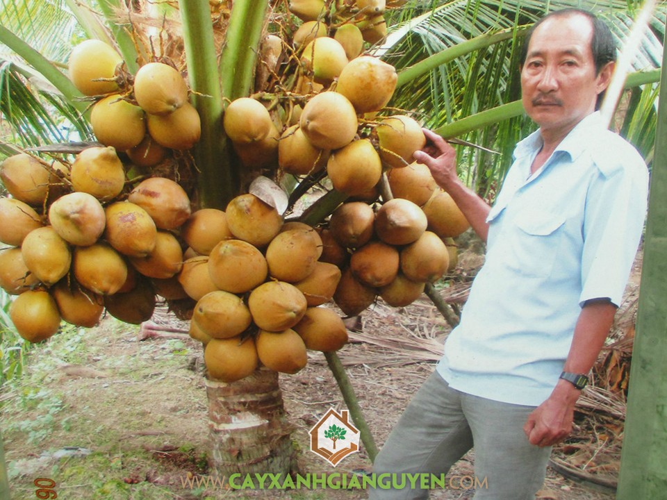 Cocos Nucifera, Dừa Xiêm Lùn Đỏ, Dừa Lùn Đỏ, Cây Dừa Xiêm Lùn Đỏ, Cây Ăn Trái