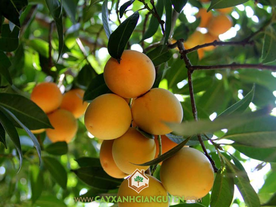 Bouea gandaria Blume, Thanh Trà, Marian plum, Gandaria, Marian mango, Plum mango