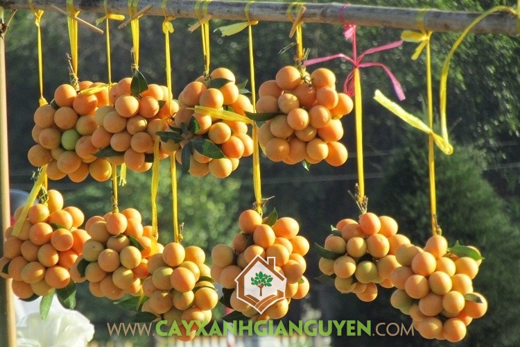 Quả Thanh Trà, Quả Thanh Trà đặc sản Miền Tây, Thanh Trà, Trái Thanh Trà, Cây Giống Thanh Trà