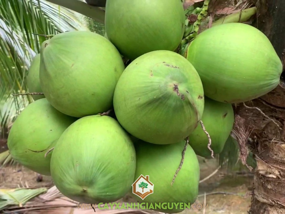 Cocos Nucifera, Dừa Xiêm Lùn, Cây Dừa, Cây Ăn Trái, Cây Ăn Quả