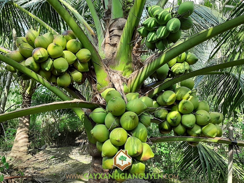 Cocos Nucifera, Cây Dừa Xiêm Dâu, Dừa Xiêm Dây, Cây Dừa, Cây Ăn Trái