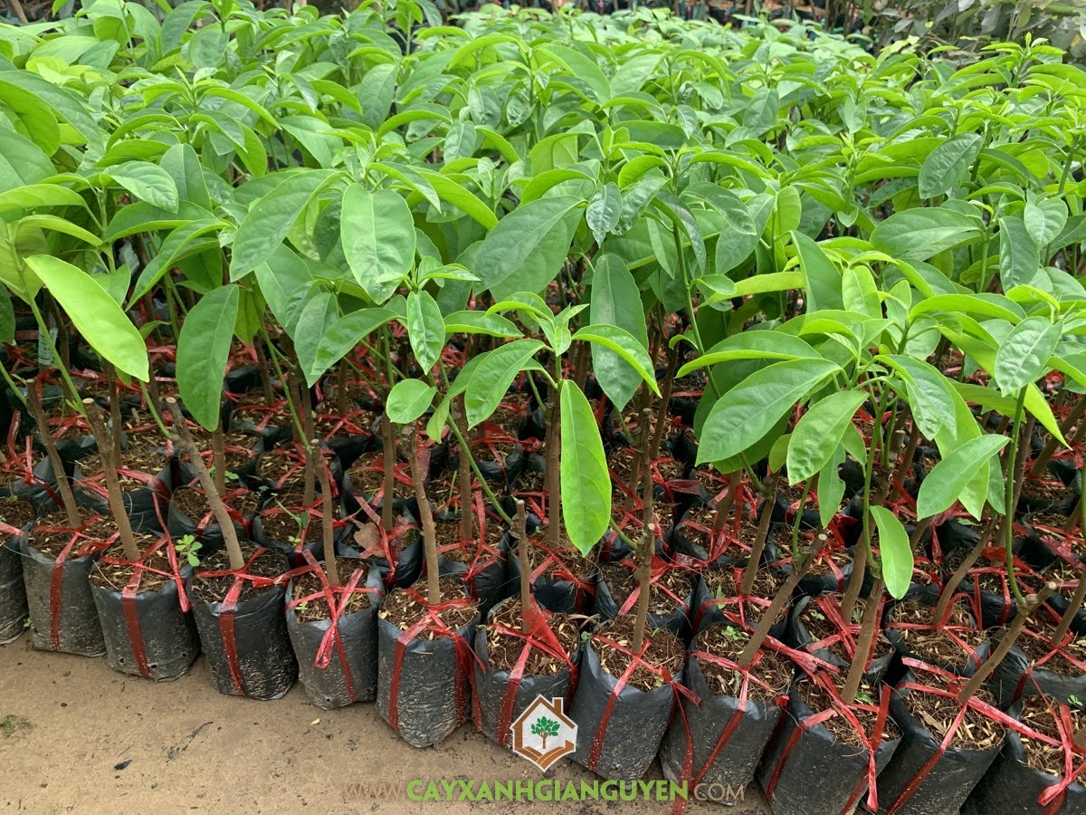 Bán Cây Dâu Da Xanh, Cây Dâu Da Xanh, Dâu Da, Trái Dâu Da, Vườn ươm Cây Xanh Gia Nguyễn, Cây Xanh Gia Nguyễn, Giống Cây Trồng