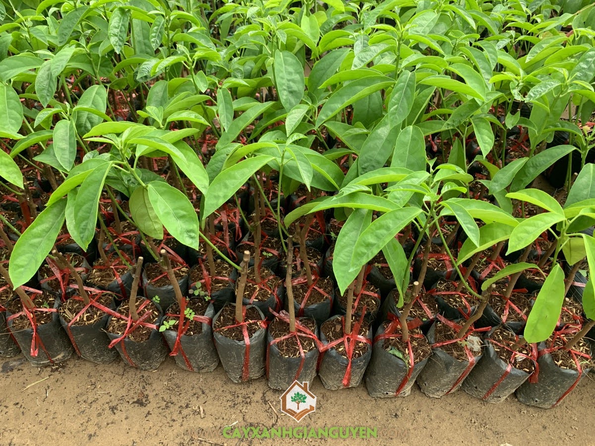 Bán Cây Dâu Da Xanh, Cây Dâu Da Xanh, Dâu Da, Trái Dâu Da, Vườn ươm Cây Xanh Gia Nguyễn, Cây Xanh Gia Nguyễn, Giống Cây Trồng