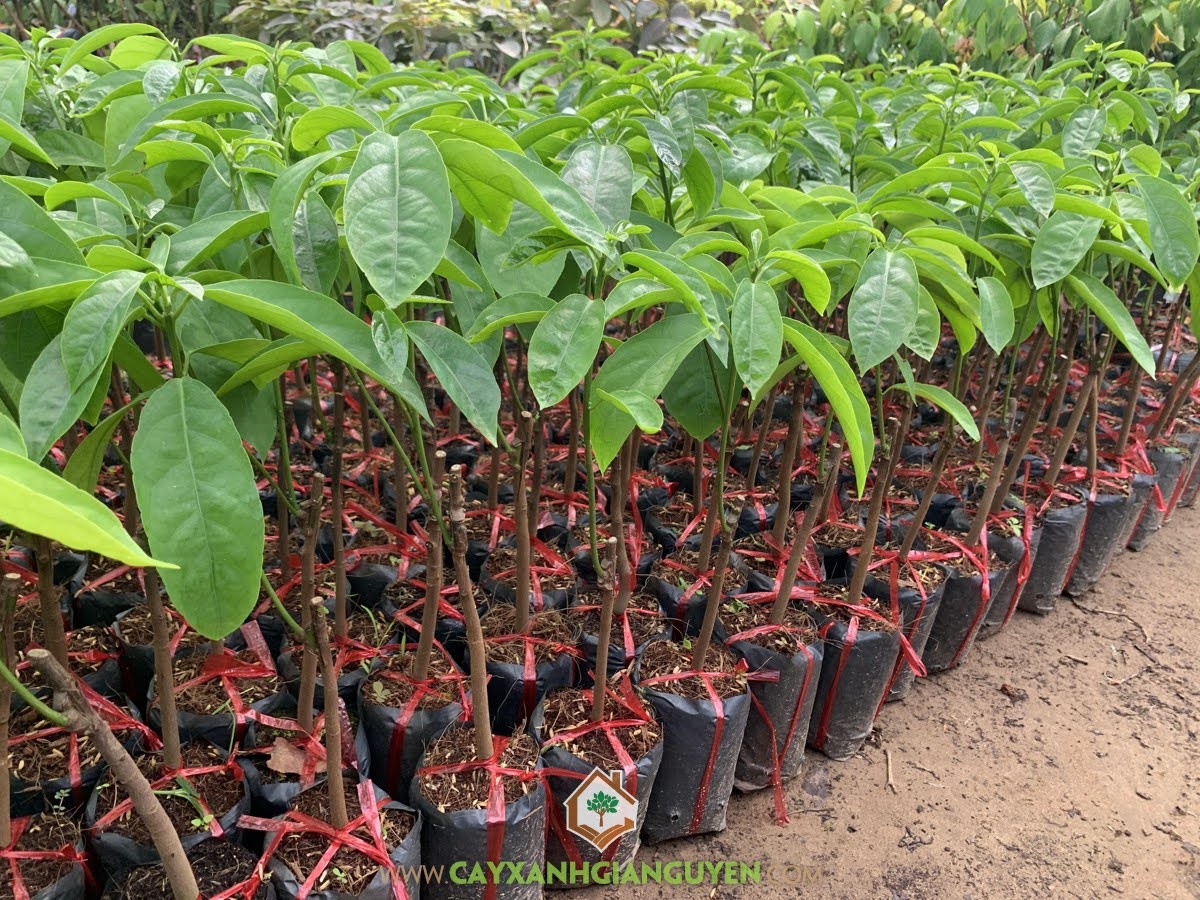 Bán Cây Dâu Da Xanh, Cây Dâu Da Xanh, Dâu Da, Trái Dâu Da, Vườn ươm Cây Xanh Gia Nguyễn, Cây Xanh Gia Nguyễn, Giống Cây Trồng