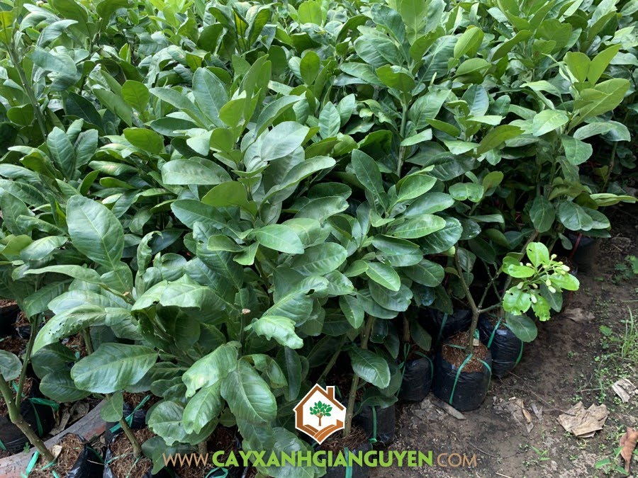 Bưởi Năm Roi, Nguồn gốc Bưởi Năm Roi, Giống Bưởi Năm Roi, Trồng Bưởi Năm Roi, Trái Bưởi Năm Roi