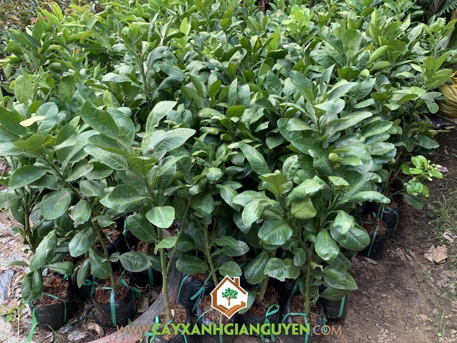 Bưởi Năm Roi, Nguồn gốc Bưởi Năm Roi, Giống Bưởi Năm Roi, Trồng Bưởi Năm Roi, Trái Bưởi Năm Roi