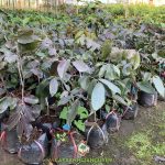 MUA GIỐNG CÂY NHÃN TÍM Ở ĐÂU CHẤT LƯỢNG?