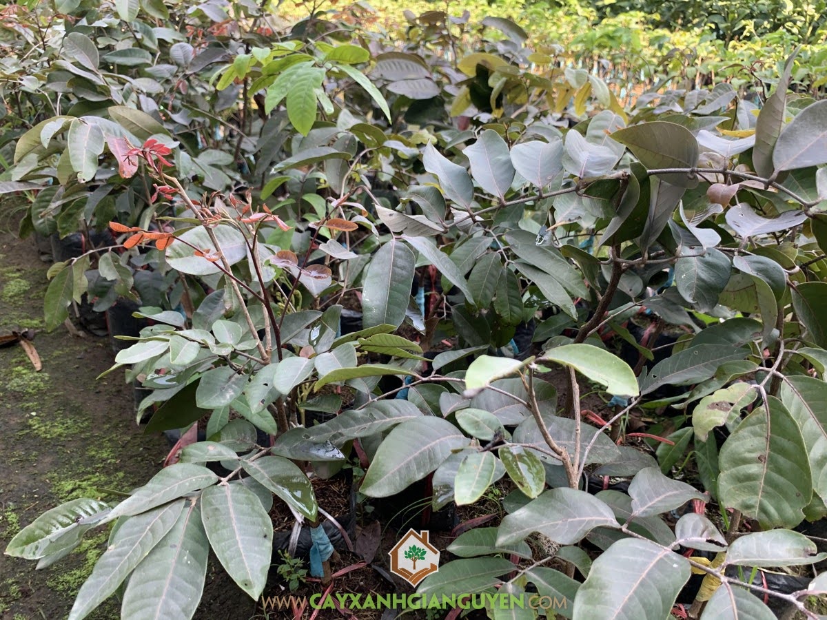 Giống Nhãn Tím Sóc Trăng, Nhãn Tím, Cây Long Nhãn Tím, Cây Nhãn Tím, Nhãn Tím Sóc Trăng