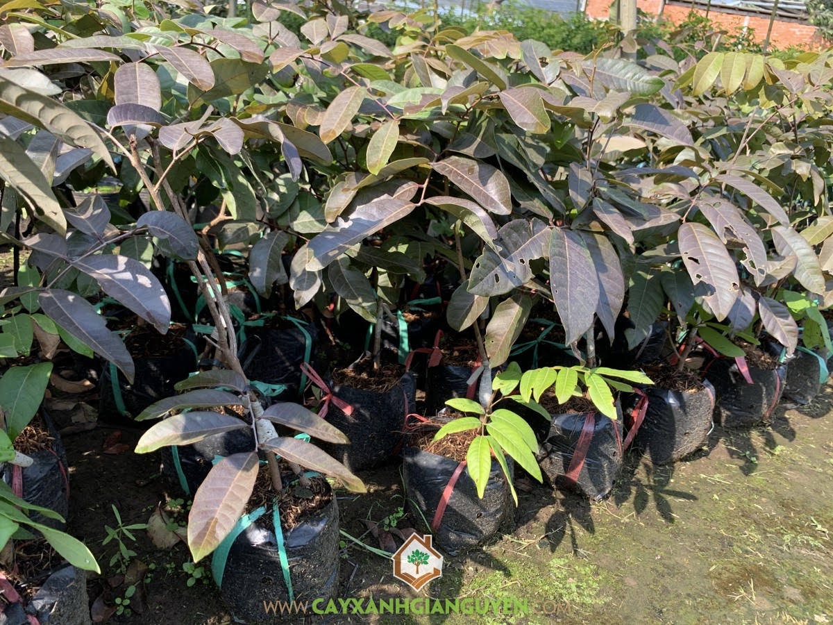 Bán Cây Nhãn Tím Giống, Vườn ươm Gia Nguyễn, Nhãn Tím, mua Cây Nhãn Tím Giống , Vườn ươm Cây Xanh Gia Nguyễn, Giống Cây Nhãn Tím