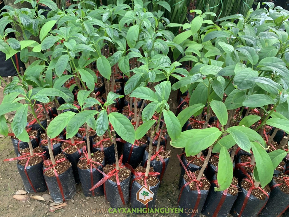 Làm giàu nhờ Cây Dâu Xiêm, Dâu Xiêm, Trái Dâu Xiêm, Quả Dâu Xiêm, Cây Dâu Xiêm, Giống Cây Ăn Trái